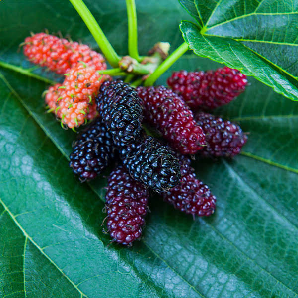 1-2 Ft. - Everbearing Mulberry Tree - Classic Mulberry With Abundant Berries, Outdoor Plant