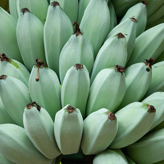 2-3 Ft. - Ice Cream Banana Tree - Unique Blue Bananas That Taste Like Ice Cream, Outdoor Plant | Brighter Blooms